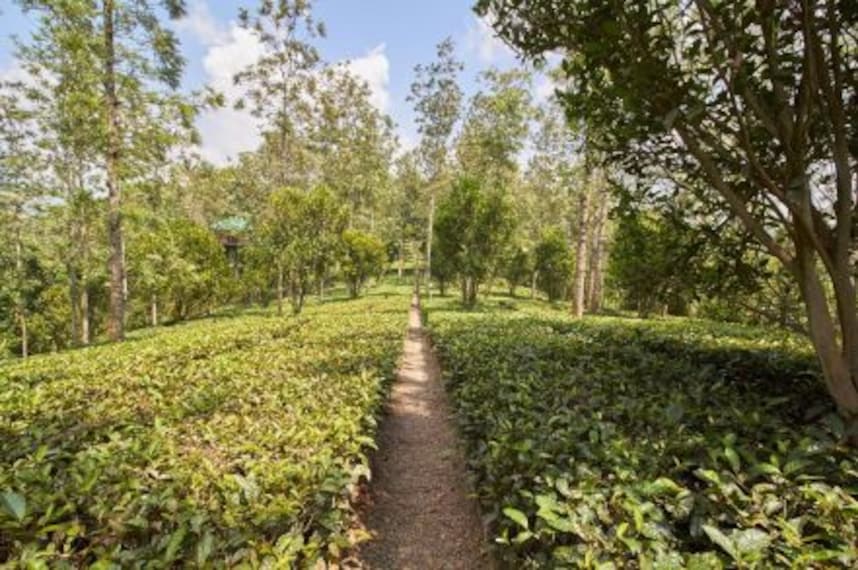 Dream Catcher Plantation Resort_4